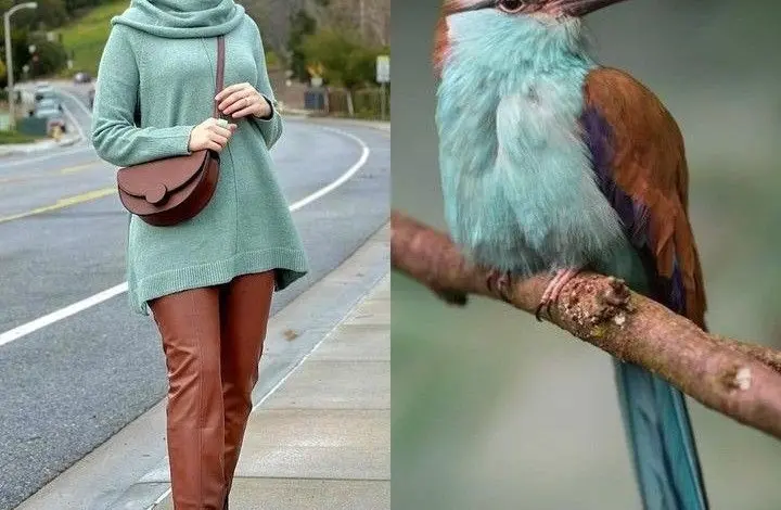 أزياء مستوحاه من ألوان الطيور (11)