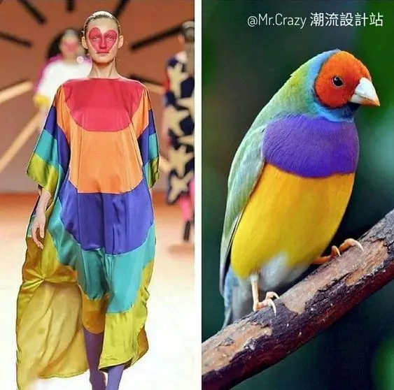 أزياء مستوحاه من ألوان الطيور (21)