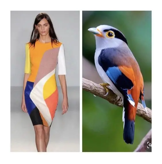 أزياء مستوحاه من ألوان الطيور (26)